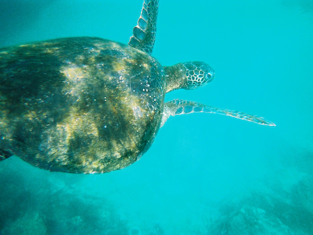 Turtle8_1600x1200